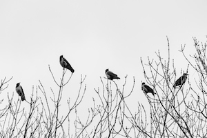Птицы на ветках 
