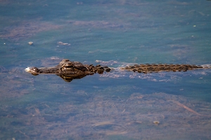 Американский аллигатор, проплывающий мимо
Крокодил в воде, крупный план 