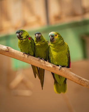 три зеленых попугая на ветке, крупный план 