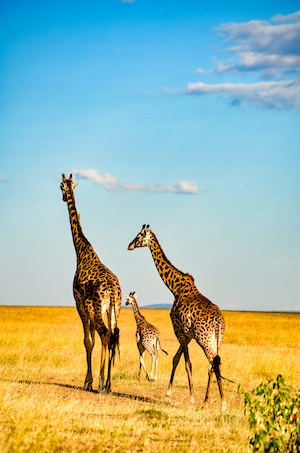 Жирафы в заповеднике Масаи Мара в Кении