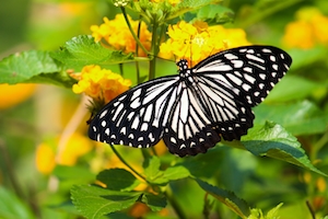 бабочка с раскрытыми крыльями на цветке, крупный план 