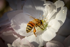 пчела на белом цветке 