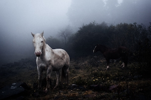 белый конь в туманном лесу 