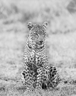 черно-белая фотография леопарда