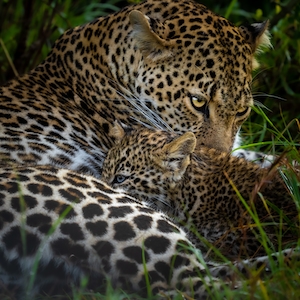 ягуар с детенышем лежат в траве 