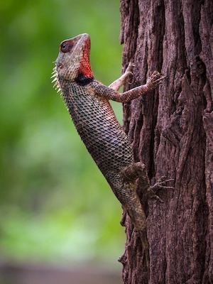 Индийская рептилия, красная рептилия на дереве, крупный план 