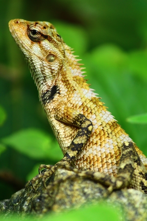 портрет желтой рептилии в дикой природе, крупный план 