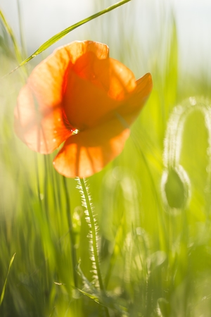 Дикий цветок мака в поле, под солнечным светом 