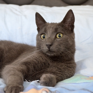 коричневый кот на постели 