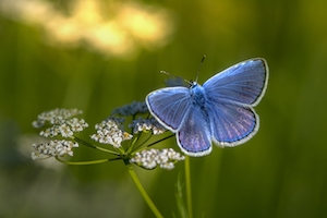 голубая бабочка на цветках тысячелистника 