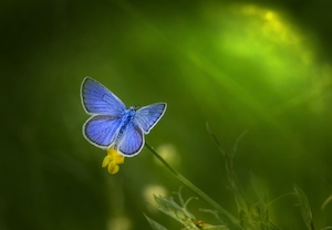 голубая  бабочка на цветке, крупный план 