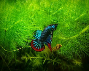  снимок дикой Бетты Имбеллис, яркая рыбка на фоне зеленого растения 