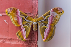 тропическая разноцветная бабочка, крупный план 