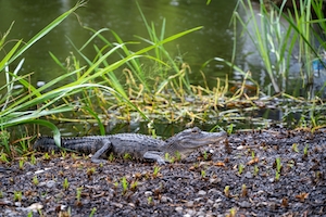 красота луизианского болота в пасмурный день с аллигатором, аллигатор лежит у воды 