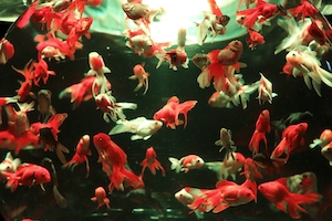 много красно-белых рыбок в воде 