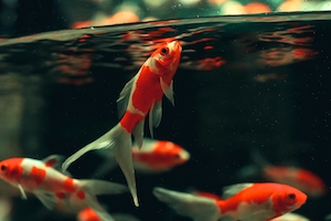 красно-белые маленькие рыбки у поверхности воды в аквариуме, крупный план 
