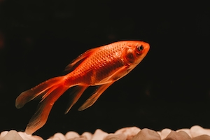красная рыбка на черном фоне 