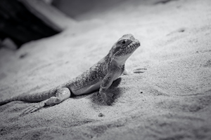 черно-белое фото ящерицы на песке 