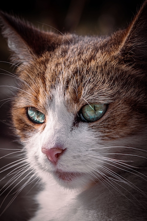 Крупный план кошачьих голубых глаз.