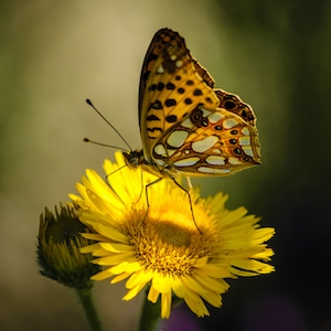 Красивая бабочка на желтом цветке 