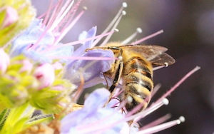 Макро-фотография пчелы на фиолетовых цветах 