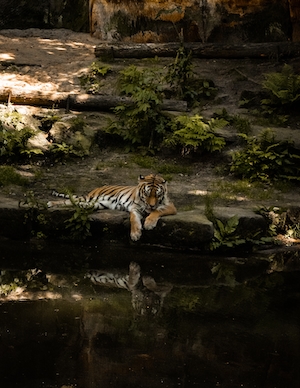 тигр лежит на камне и смотрит в воду 