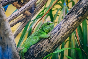 Зеленая рептилия на ветке 