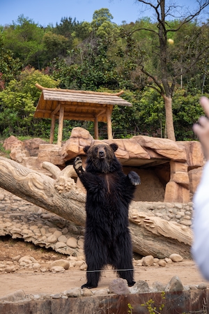 бурый медведь в зоопарке стоит на задних лапах 
