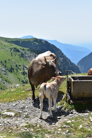 бык и теленок на фоне гор 