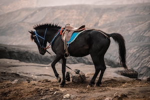 снаряжений черный конь на фоне гор 