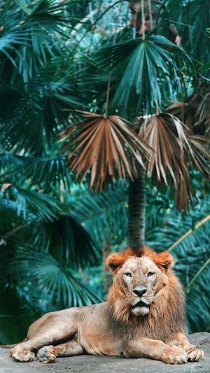 лев лежит на фоне растений 