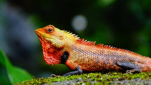 оранжевая рептилия в профиль, крупный план 