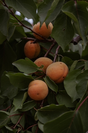 абрикосы на дереве 