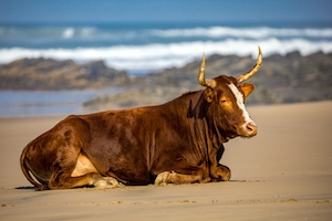 бык лежит на песке 