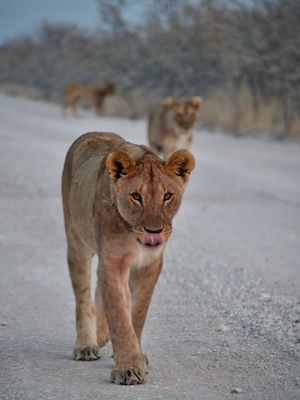 львы идут по дороге, львица смотрит в кадр 