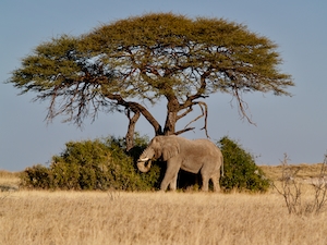 фото слона под деревом в профиль 