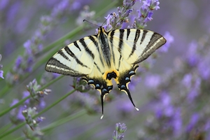 Бабочка (двухвостый ласточкин хвост), летящая над цветами, бабочка с раскрытыми крыльями, крупный план 