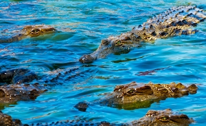 крокодилы в воде