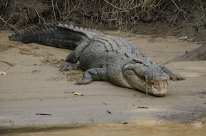 Крупный самец морского крокодила прохлаждается на берегу реки