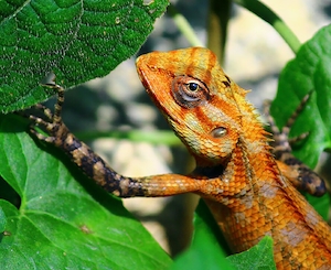 оранжевая рептилия в дикой природе, крупный план 