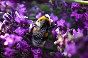 пчела на сиреневых цветах, макросъемка 