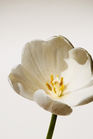 белый цветок, крупный план 