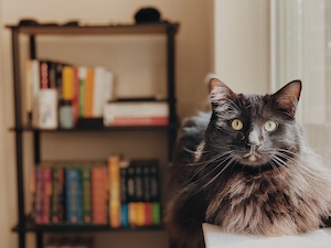 пушистая кошка на фоне стеллажа с книгами про Гарри Поттера 
