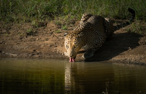 Шриланкийский леопард пьет из водоема 