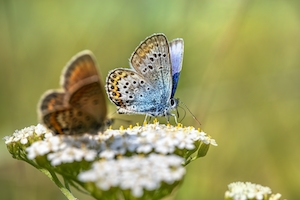 две разноцветные бабочки сидят на цветах тысячелистника 