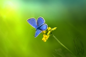 голубая  бабочка на желтом цветке, крупный план 