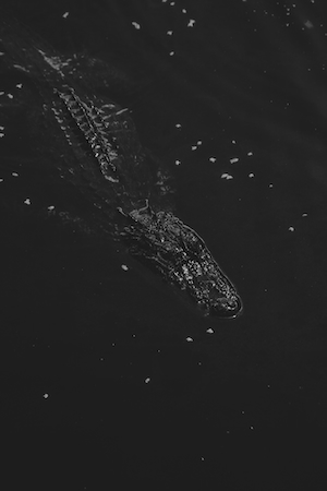 крокодил в черной воде 