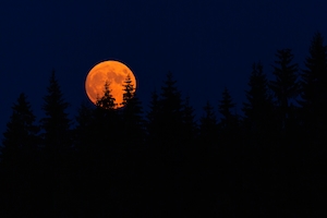 полная луна оранжевого цвета на фиолетовом небе, силуэт леса 