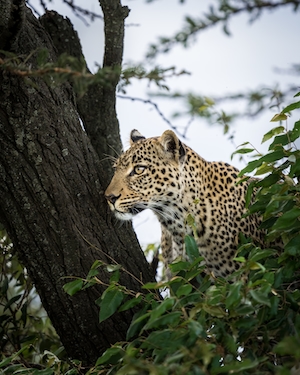 Леопард на вершине дерева