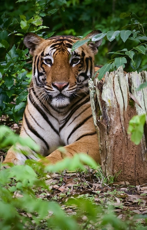 Красивый самец тигра лежит у пня 